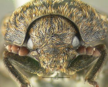 Media type: image;   Entomology 612558 Aspect: head frontal view